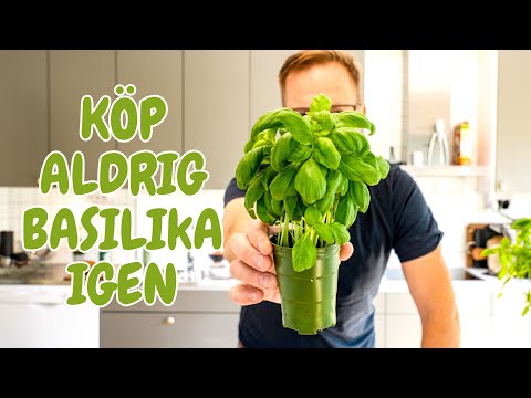 BASILIKA - en kruka räcker resten av livet | Så odlar du den själv