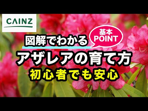 エラチスタについて詳しく解説