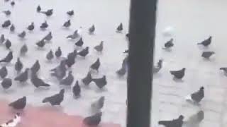 Предводитель голубей