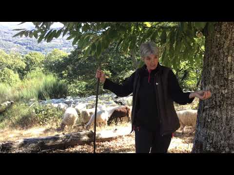 Vídeo: Nieves Fernández Vidueira no proxecto AFINET, USC (18/11/2019)