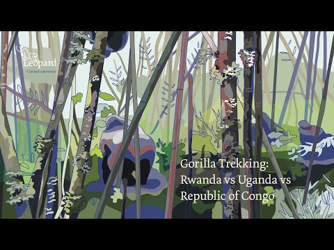 Gorilla Trekking, Rwanda vs Uganda vs Republic of Congo