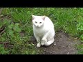 A Gray Cat And A White One They Re Hiding In The Basement From Me