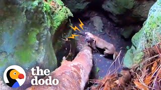Guy Hears Howls Coming From 20-Foot-Deep Cave | The Dodo by The Dodo