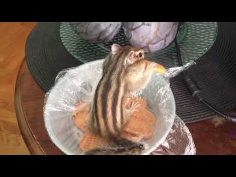 Chipmunk Charlie Caught In Stealing Cookie