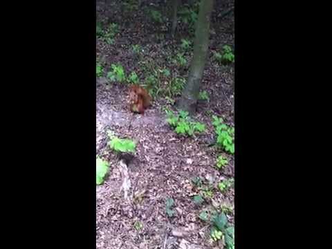 Белки в парке почти не боятся людей