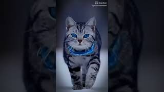 Download lagu #DJsampe bawahwah #DJ jangan menjauh dariku mp3