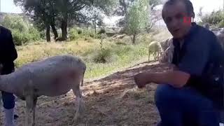 Başıboş köpekler sürüye saldırdı