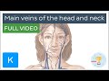 FULL VIDEO: Main veins of the head and neck - Human Anatomy | Kenhub