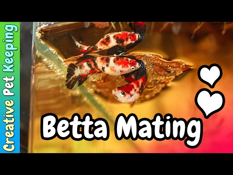 HOW TO Breed Betta Fish ❤ | Marble Koi Betta Mating/Spawning Behavior