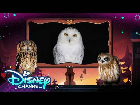 Episode 2 | Look Hooo's Talking | The Owl House | Disney Channel