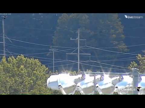 08022012_1255PM EDT_Cornell Red-Tailed Hawks