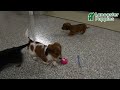 Miniature Dachshund dogs for sale: Clover - Video 1