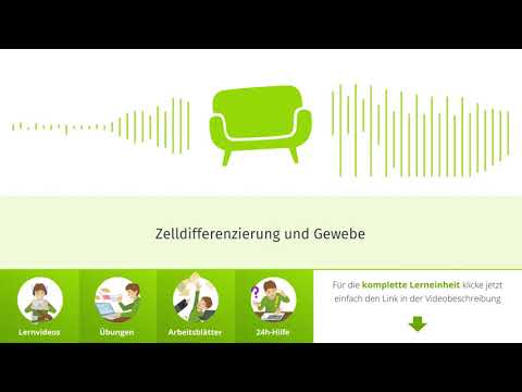 Zelldifferenzierung und Gewebe einfach erklärt | sofatutor