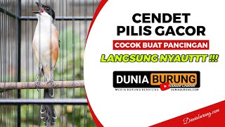 Download lagu Suara Burung Cendet Pilis Gacor Full Isian Cocok Buat Pancingan Cendet Macet dan Stres mp3 Download lagu Suara Burung Cendet Pilis Gacor Full Isian Cocok Buat Pancingan Cendet Macet dan Stres mp3