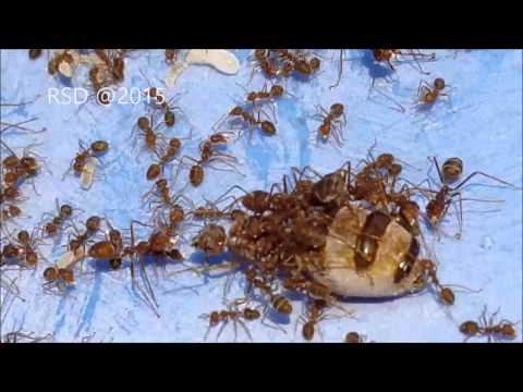 Ratu Semut Rangrang (Weaver Ant Queen)
