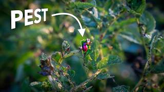 Plants Create Sugars. Pests Have Some Thoughts.