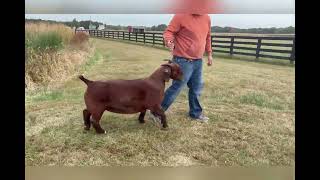 Fall 2025Circle of Winners Sale Lot 72: HERM SELF-MADE(10984358)