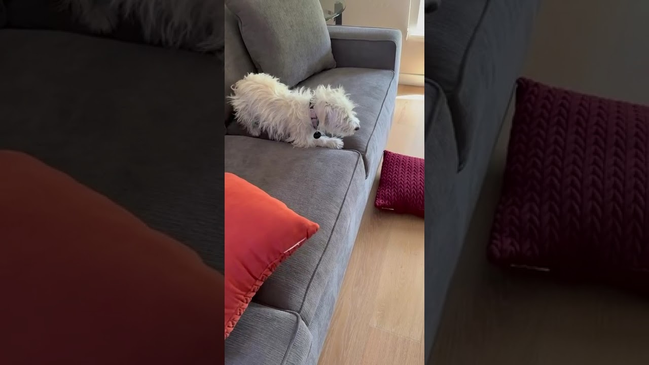 Enlarge Willow, a Adoptable mixed breed in San Jose, CA video 4/4