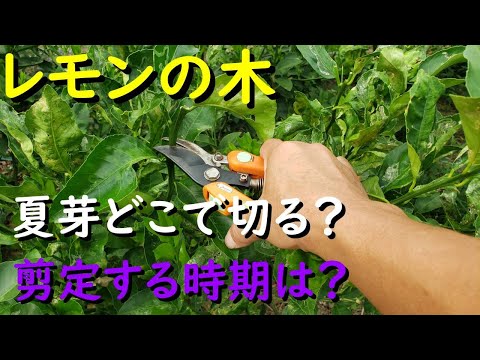 レモンの木の挿し木を4つの簡単なステップで行うには?掛け算に最適な時期はいつですか?  庭園