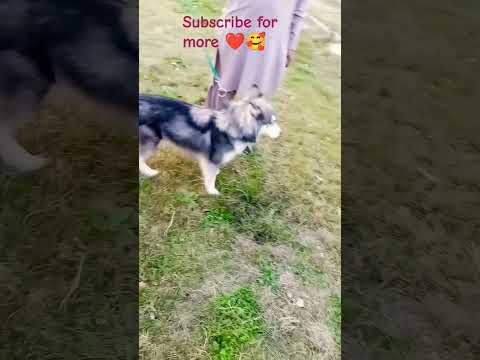 cute dog 🐕#viral #dog #cute #hasky