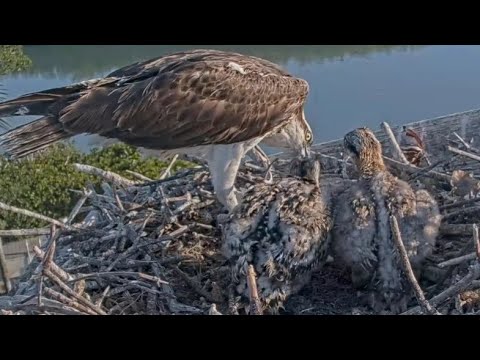 Captiva Osprey Cam | Andy bring fish in breakfast for 2 cute babies | March 17, 22