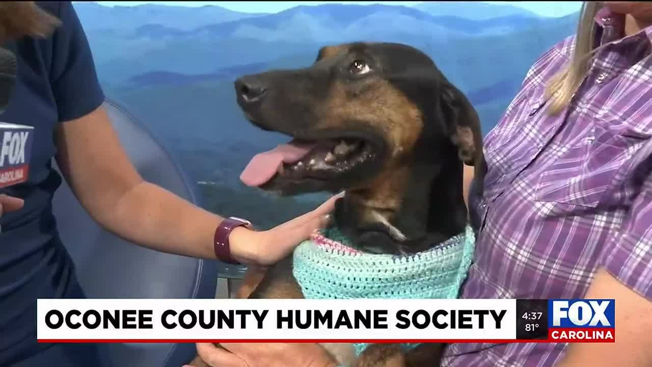 Four Legged Friends: Bash