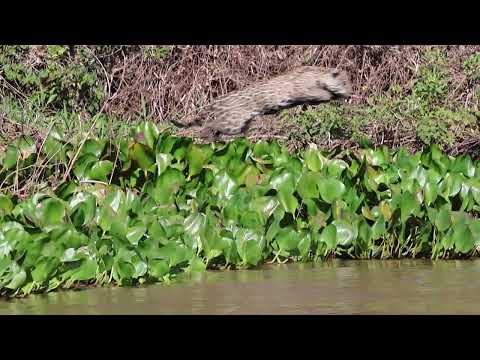 Brasilien Pantanal Jaguarsafari bei Porto Jofre