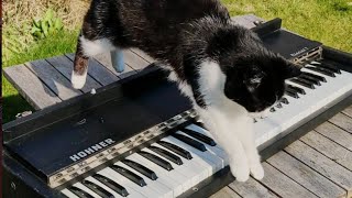 Video thumbnail for Hohner Pianet T - First Impressions by Dean Coyle