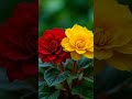 Sabse Na Mila Karo Itni Sadgi Ke Saath Poetry Shayari Urdunovels Urdusong Sufipoetry