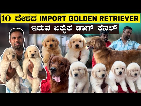 Call 9035585518 ಹತ್ತು ದೇಶದ IMPORT GOLDEN RETRIEVER ಇರುವ ಏಕೈಕ ಡಾಗ್ ಕೆನಾಲ್
