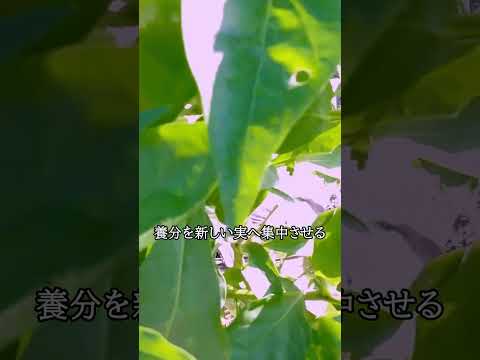 耐寒性野菜：気温や地温はどれくらい？  庭園