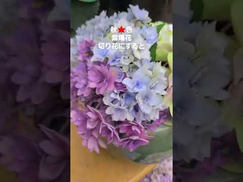 アジサイを再び育てるにはどうすればよいですか？この春、植物を再び成長させるための 3 つの重要なアクション  庭園