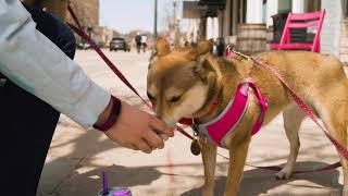 Historic Downtown Ripon, WI - Customer Appreciation - Covid 19