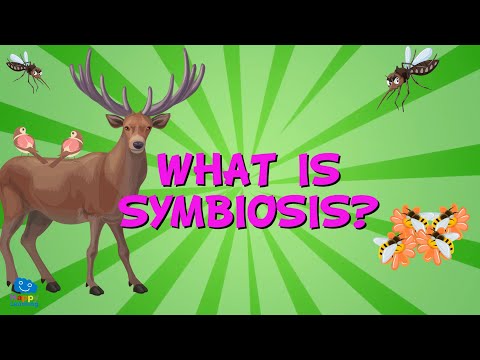 WHAT IS SYMBIOSIS? | Educational Videos for Kids