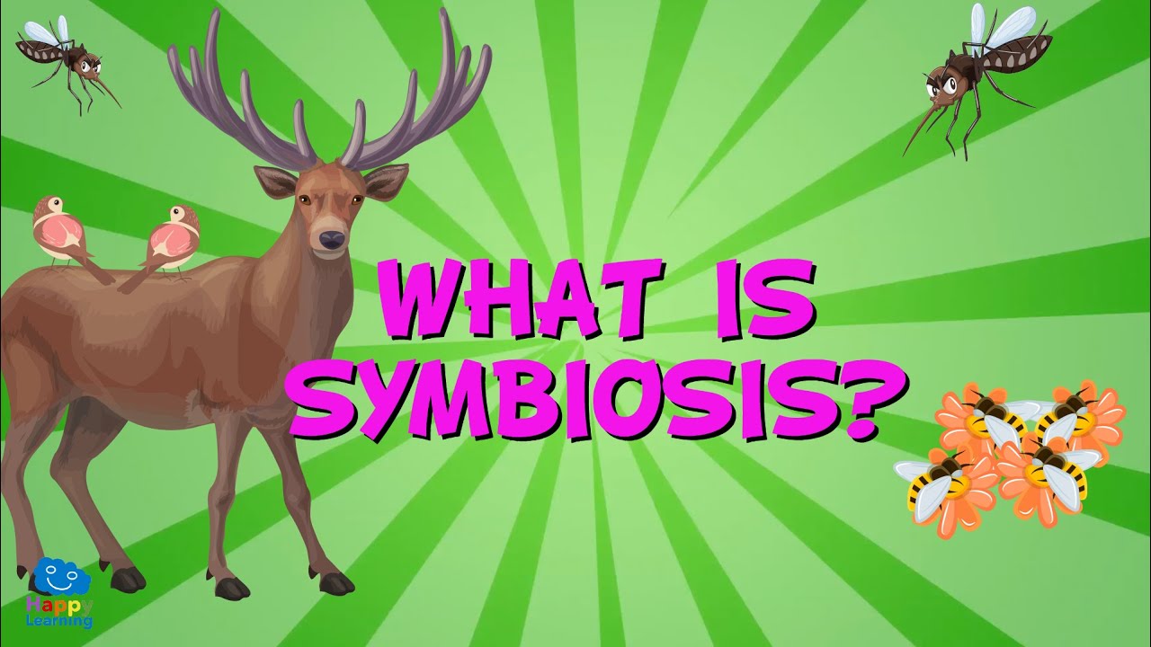 WHAT IS SYMBIOSIS? | Educational Videos for Kids