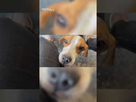 Tabassum | Dog rescue center in Mohali #animals #dogshorts #travel #youtubeshorts #trending