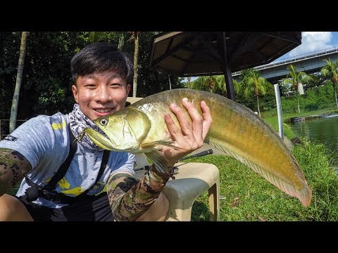 Arowana Fishing at ORTO | Quickbites!