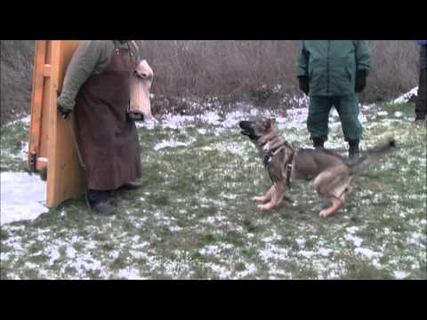 Jagira Aykmar - 7,5 months - protection