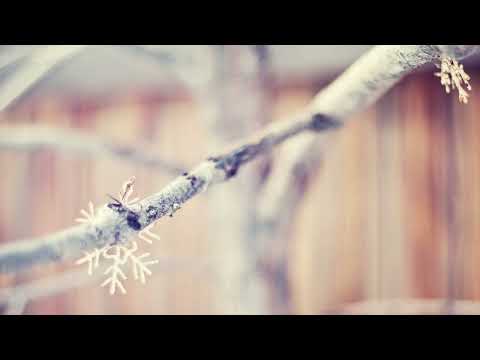 Colaj Colinde Volum 3 |