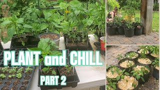Plant and Chill part 2