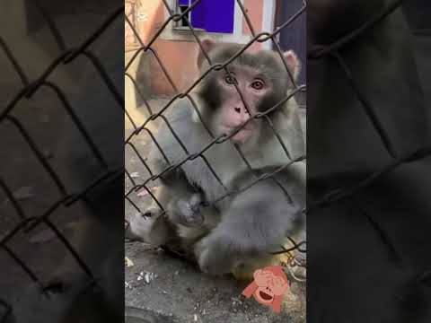 EL MONO NO LO ESPERABA  🤣