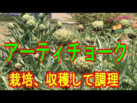 園芸 アーティチョーク、さまざまな利点