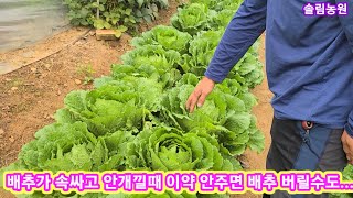 김장배추가 속싸고 안개낄태 이약 안주면 배추 버릴수도...