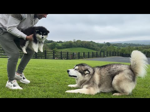 Giant Husky Reacts To New Puppy Outside! (They're So Cute!!)