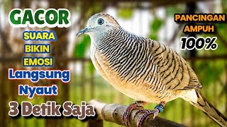 Download lagu Perkutut Lokal Gacor Suara KLUNG Kecil Masteran Bunyi pancingan Pikat perkutut Macet Pasti EMOSI mp3 Download lagu Perkutut Lokal Gacor Suara KLUNG Kecil Masteran Bunyi pancingan Pikat perkutut Macet Pasti EMOSI mp3