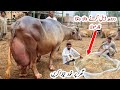 Cow Buffalo Ka Milk Doodh Increase Krny Badhane Ka Wanda Formulla For High Milking Cow Buffalo