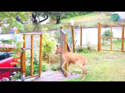 Rådjur i trädgården