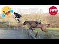 Funny & Hilarious People's Life 😂 #60 - Try not to Laugh | Funny Fails Compilation 2024