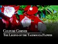 Culture Corner The Legend Of The Tagimoucia Flower