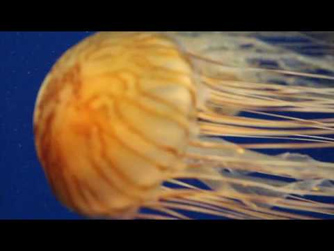 Good For You - THBD (Adventure In Vancouver)